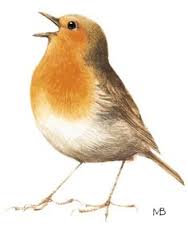 VOGELS TEKENEN EN SCHILDEREN BIJ VOLKSUNIVERSITEIT